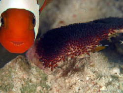 Nemo with 10000 babies.
More photos:  www.jornari.com by Jorn Ari 